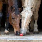 Horse-of-Apples