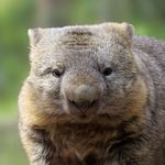 WackyWombat